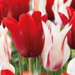 Tulip Lily Flowering Red And White (Pack Of 15)