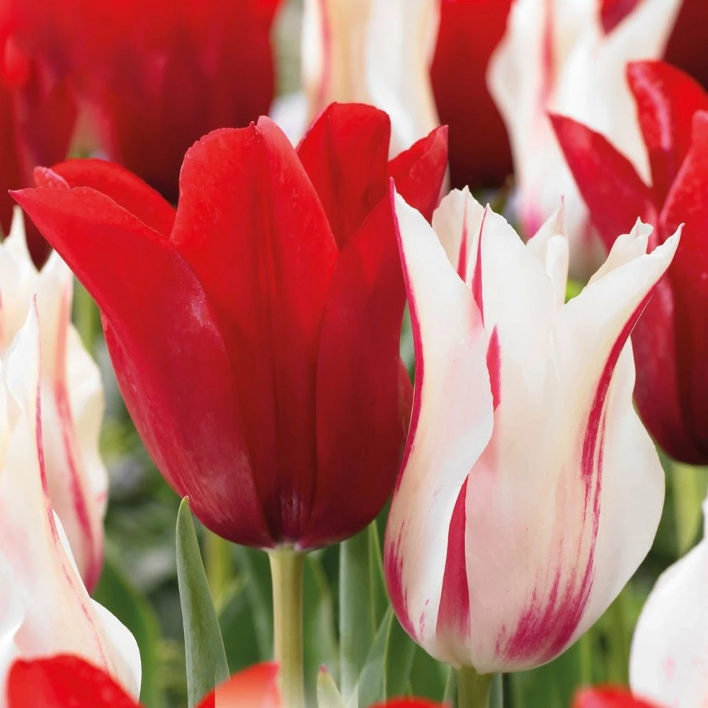 Tulip Lily Flowering Red And White (Pack Of 15) 1 Tulip Lily Flowering Red And White (Pack Of 15)
