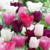 Tulip Pink, White And Purple Blend (Pack Of 20)