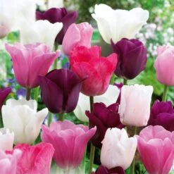 Tulip Pink, White And Purple Blend (Pack Of 20)