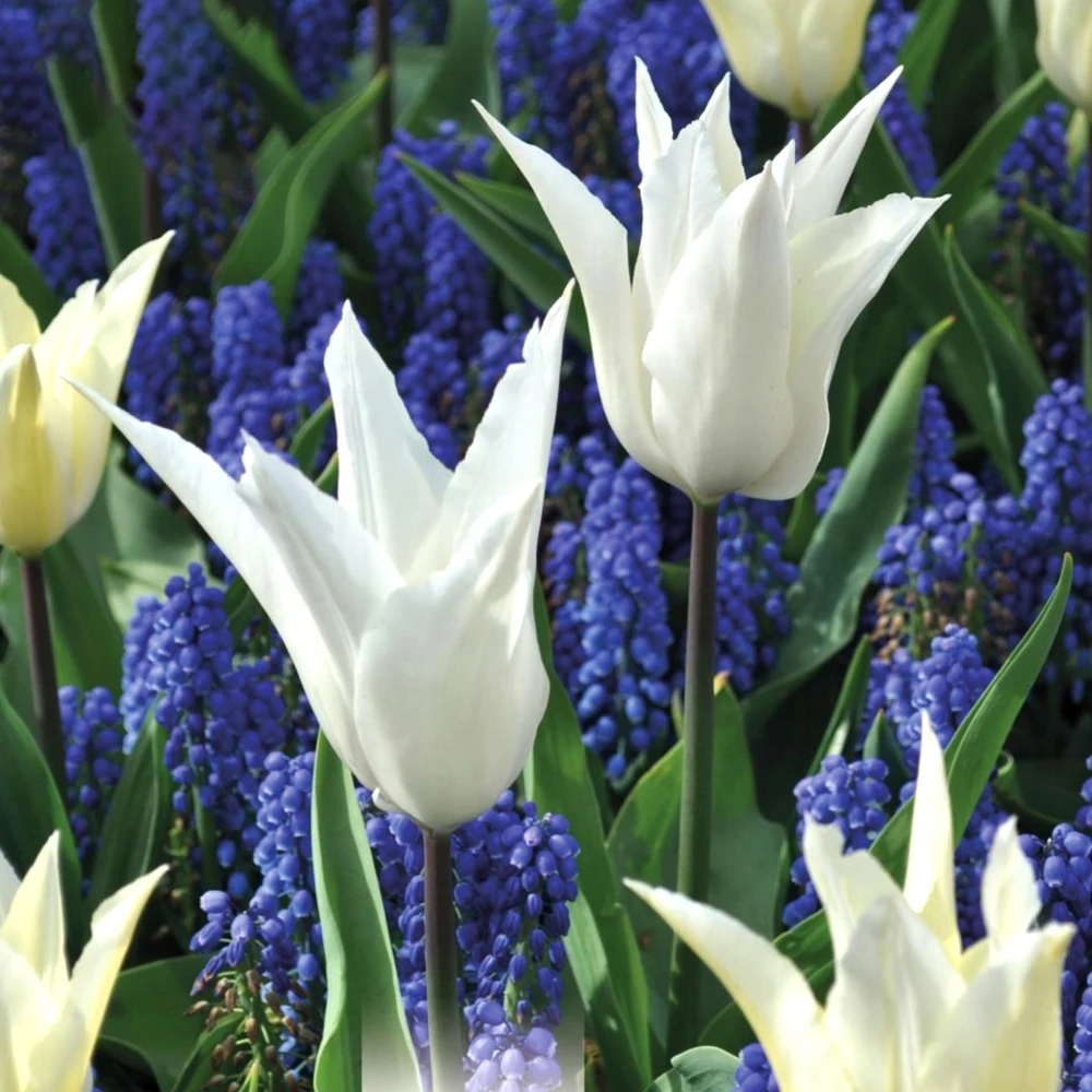 Tulip White And Muscari Blue (Pack Of 25) 1 Tulip White And Muscari Blue (Pack Of 25)