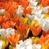 Tulip White, Yellow And Orange Blend (Pack Of 20)