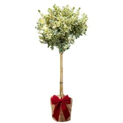 Variegated Holly Patio Tree In Festive Christmas Wrapping
