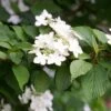 Viburnum Kilimanjaro Tree
