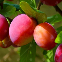 Victoria Plum Tree