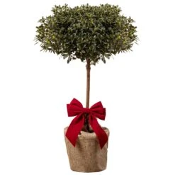 White Azalea Patio Tree In Festive Christmas Wrapping