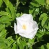 White Ramanus Rose Bare Root Hedge (2ft - 3ft)