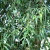 White Willow Bare Root Hedge (3ft - 5ft)