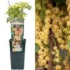 Whitecurrant - Ribes Rubrum White Versailles