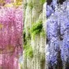 Wisteria Mix (9cm, Pack Of 3)