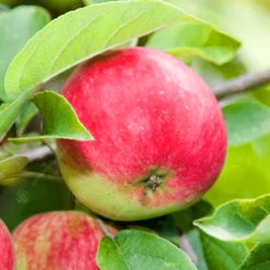 Worcester Pearmain Apple Tree