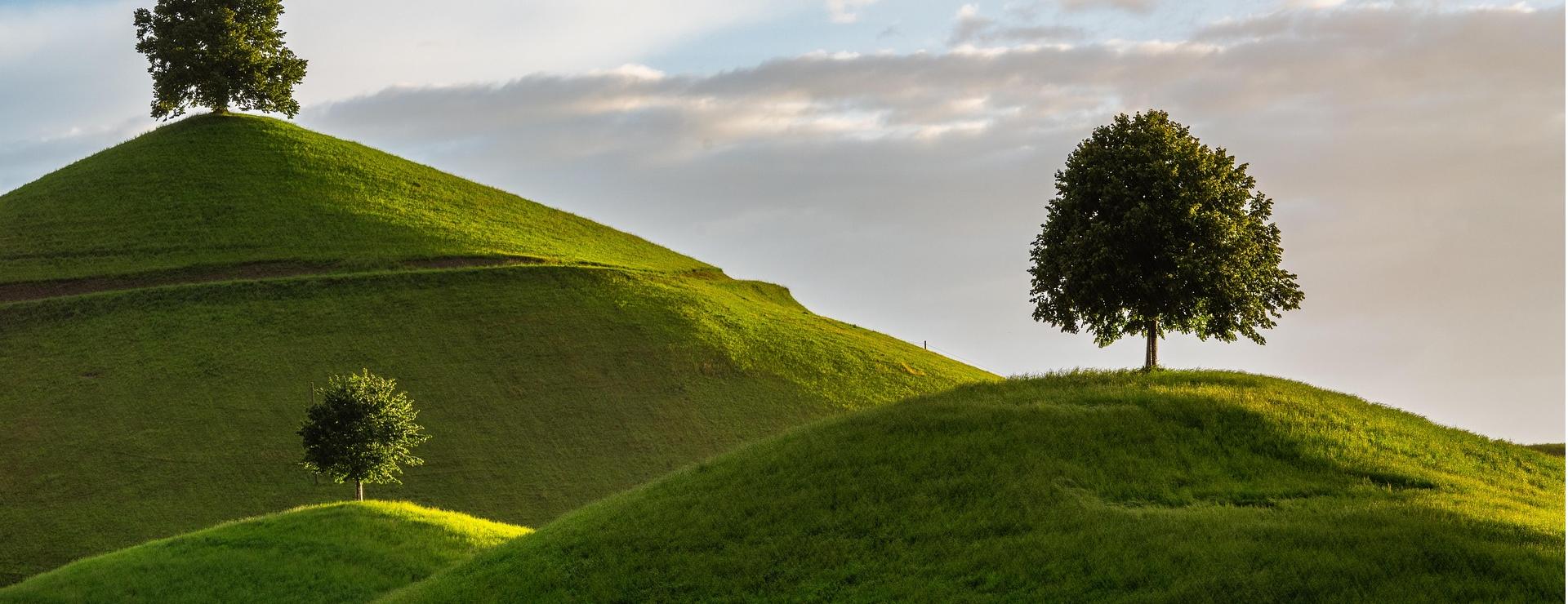 Garden Plant Seed Store -Garden Plant Seed Store hill 5324149 1920